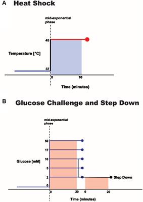 Genome-wide transcription response of Staphylococcus epidermidis to heat shock and medically relevant glucose levels